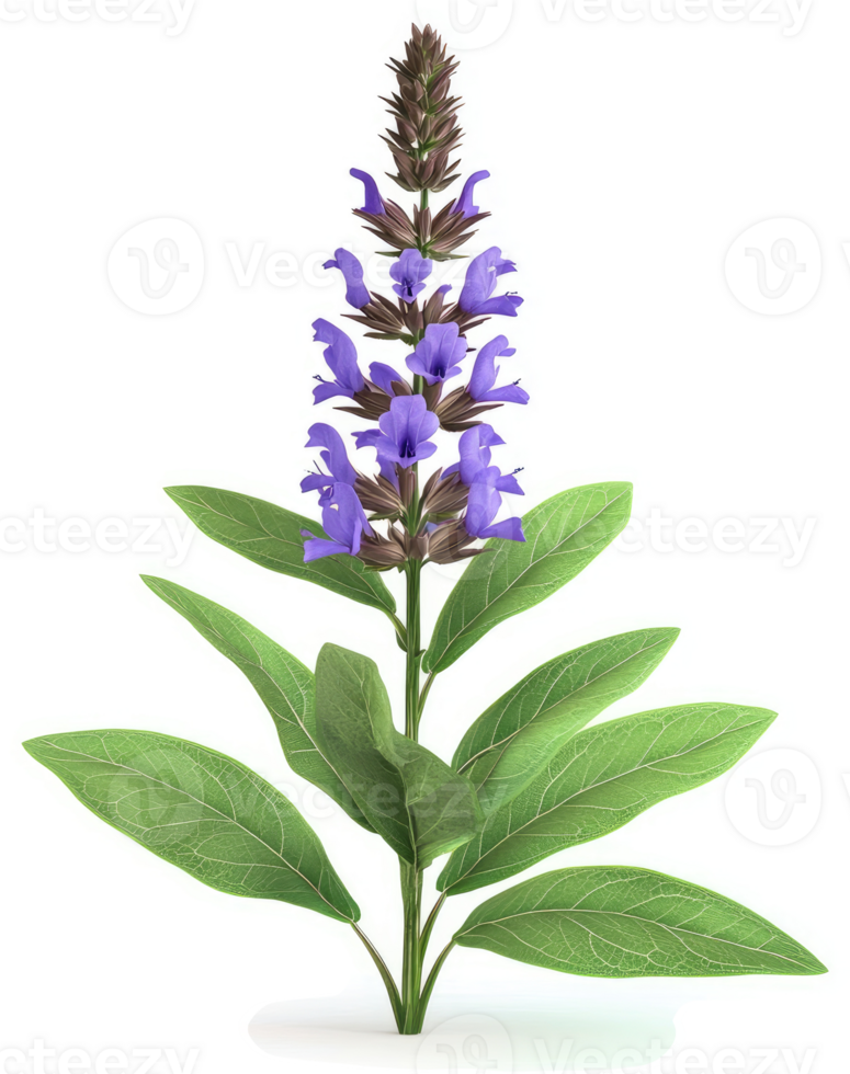 Sage plant with vibrant purple flowers. png