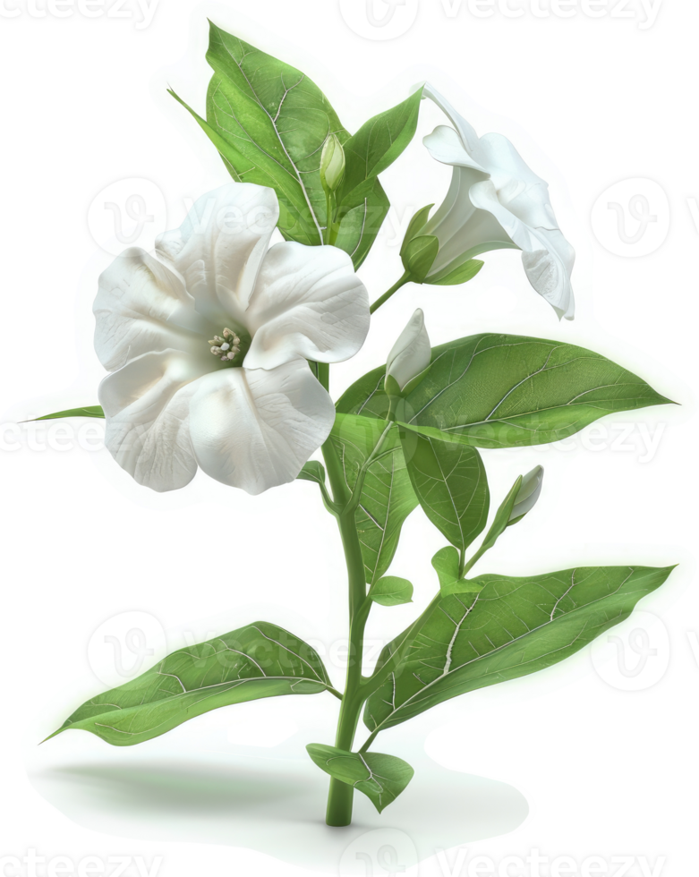 A cluster of pristine white flowers on a slender stem. png