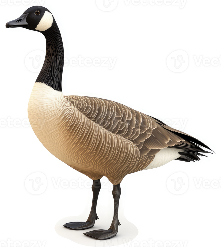 Canada goose profile against a white background. png