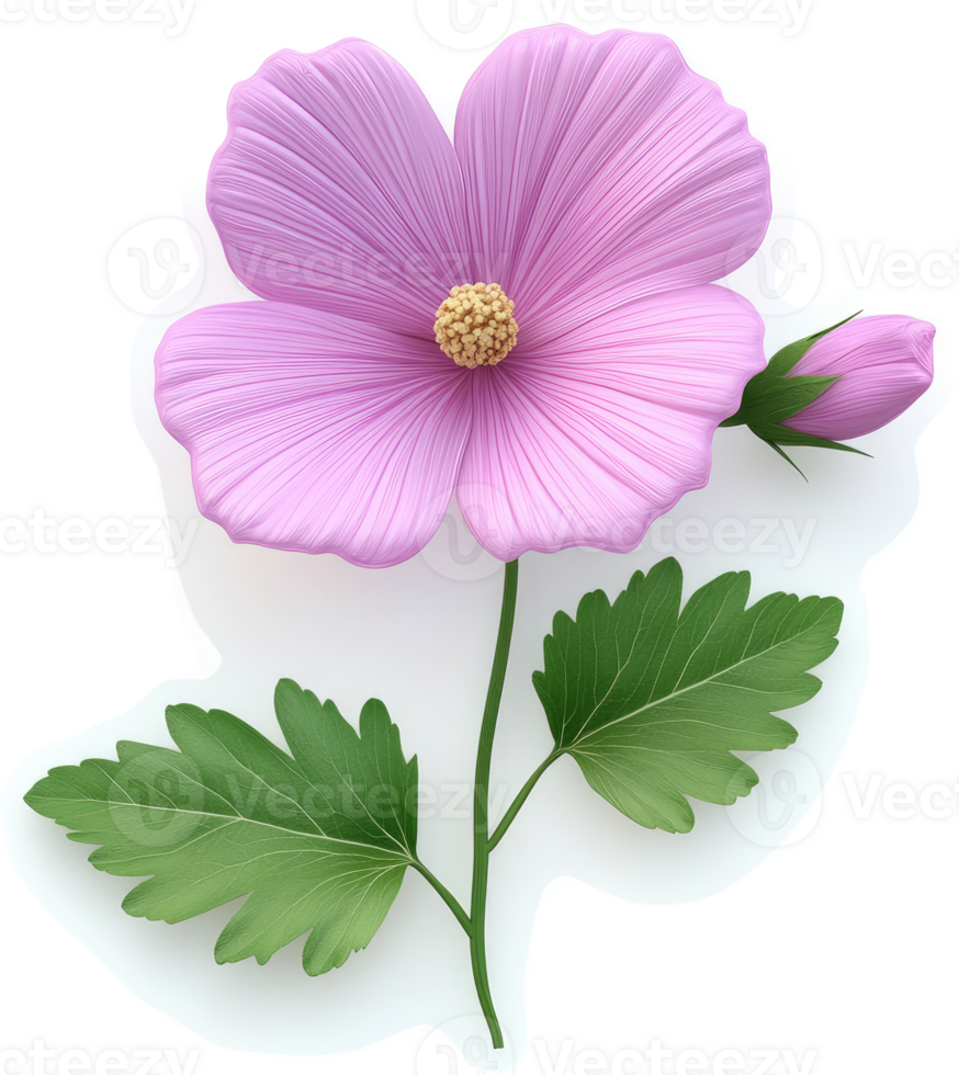 Delicate, light purple hibiscus flower with leaves and bud. png