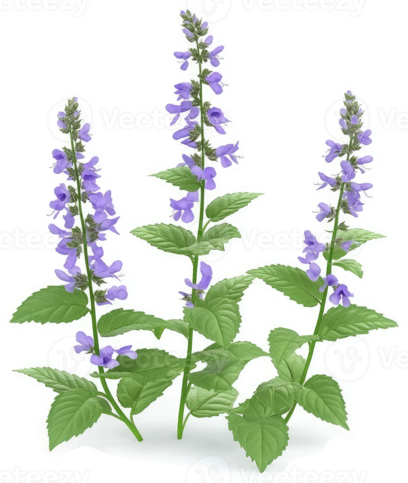 Three clusters of light purple flowers on green stems. png