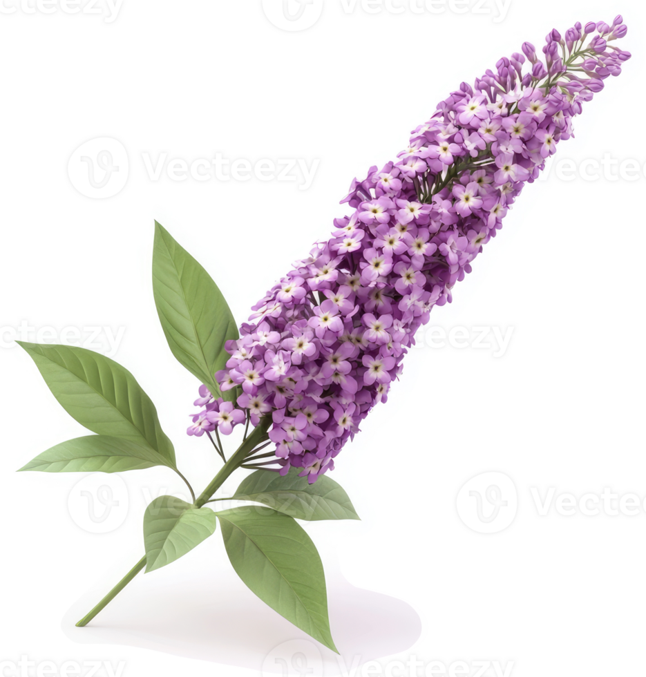 Vibrant lilac flower cluster with lush leaves. png