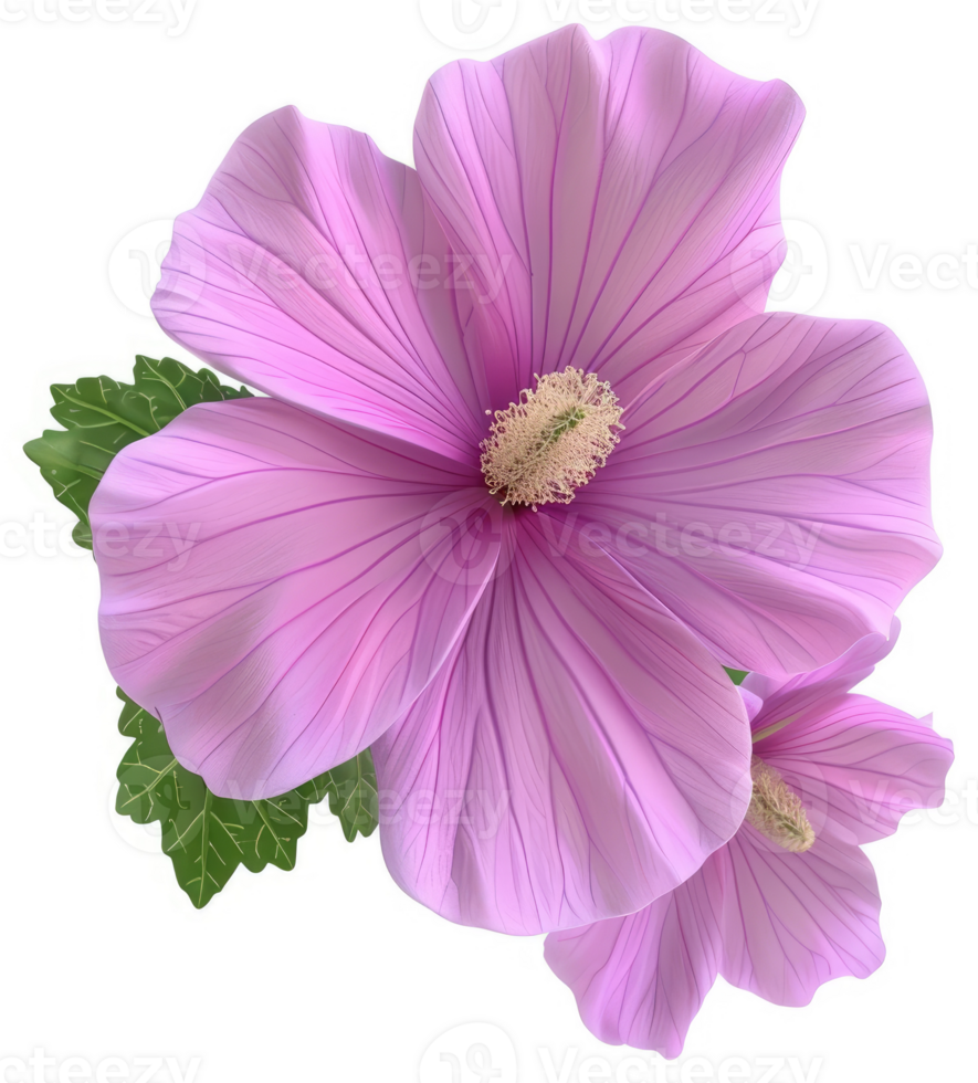 Two delicate, light purple hibiscus blossoms with green leaves. png