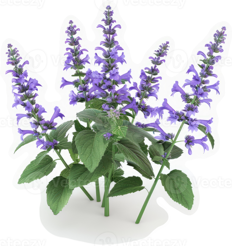 Vibrant cluster of purple flowers and foliage. png