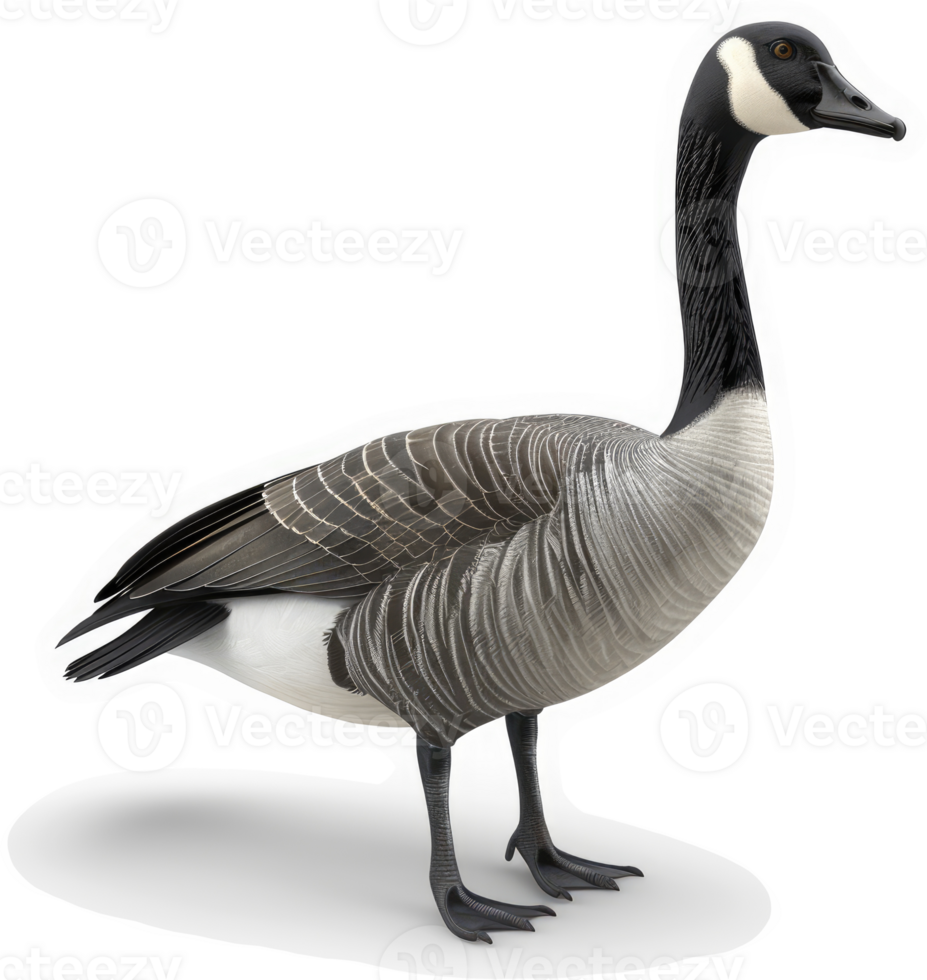 Side view of a Canada goose. png