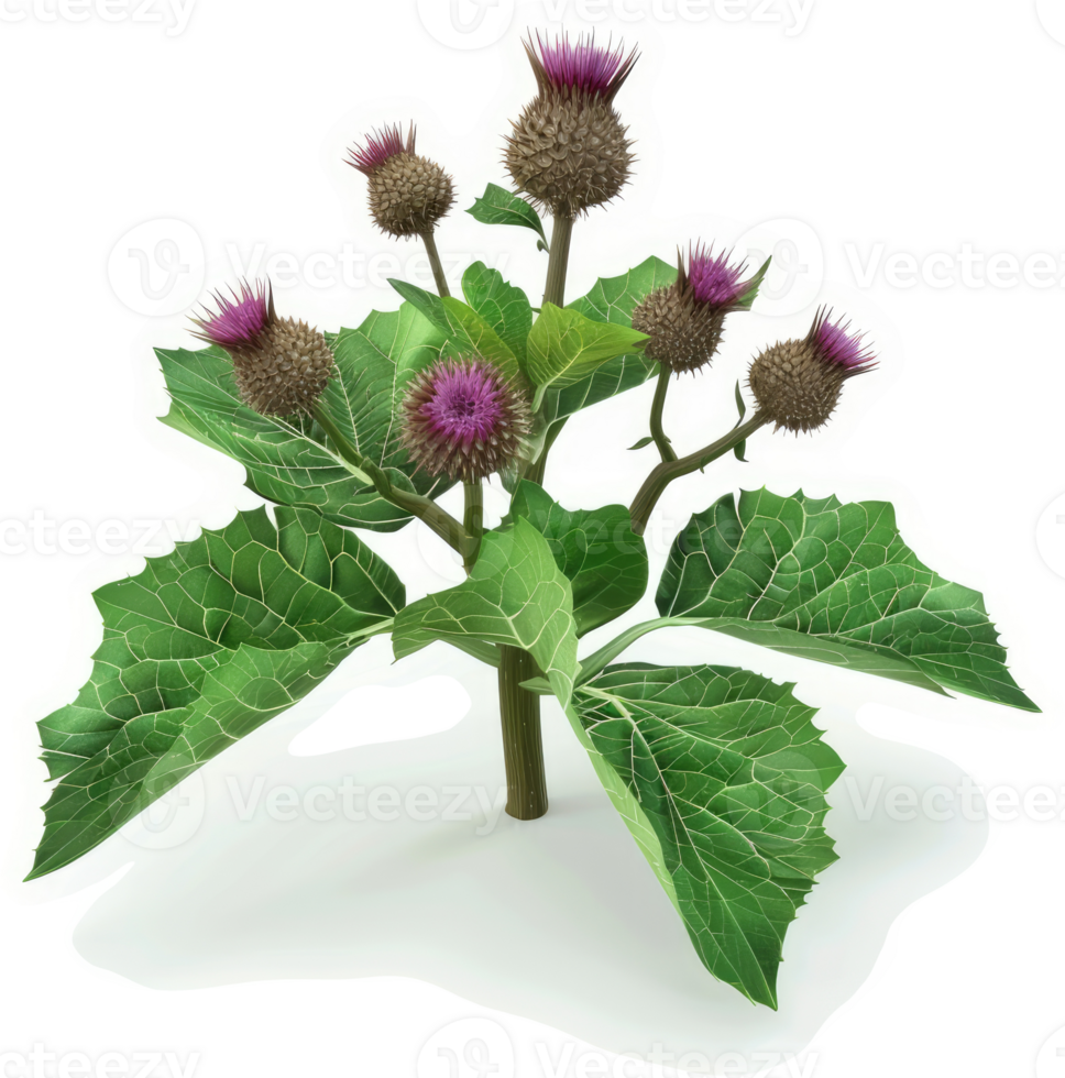 Close-up of a thistle plant with vibrant purple flowers. png