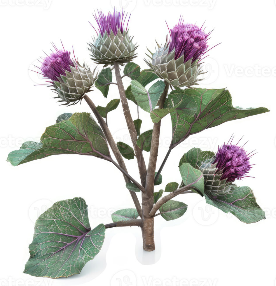 Close-up of a cluster of purple thistle blossoms. png