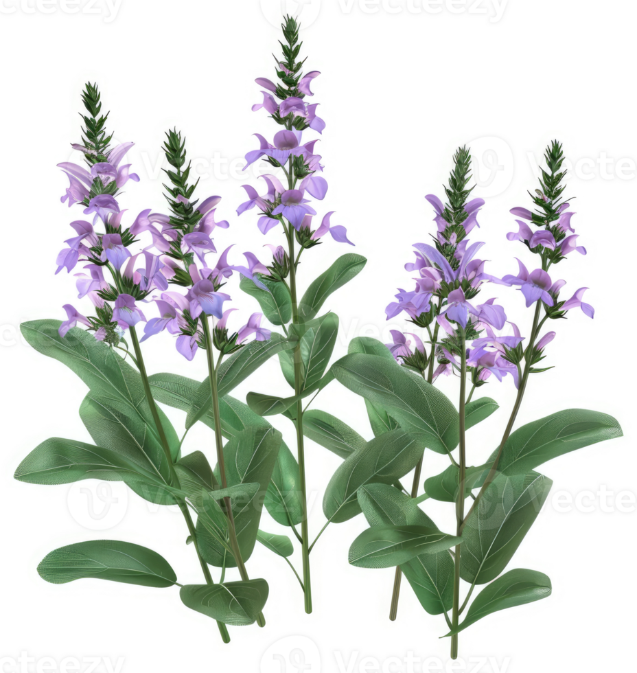 Purple sage blossoms, showcasing vibrant floral clusters. png
