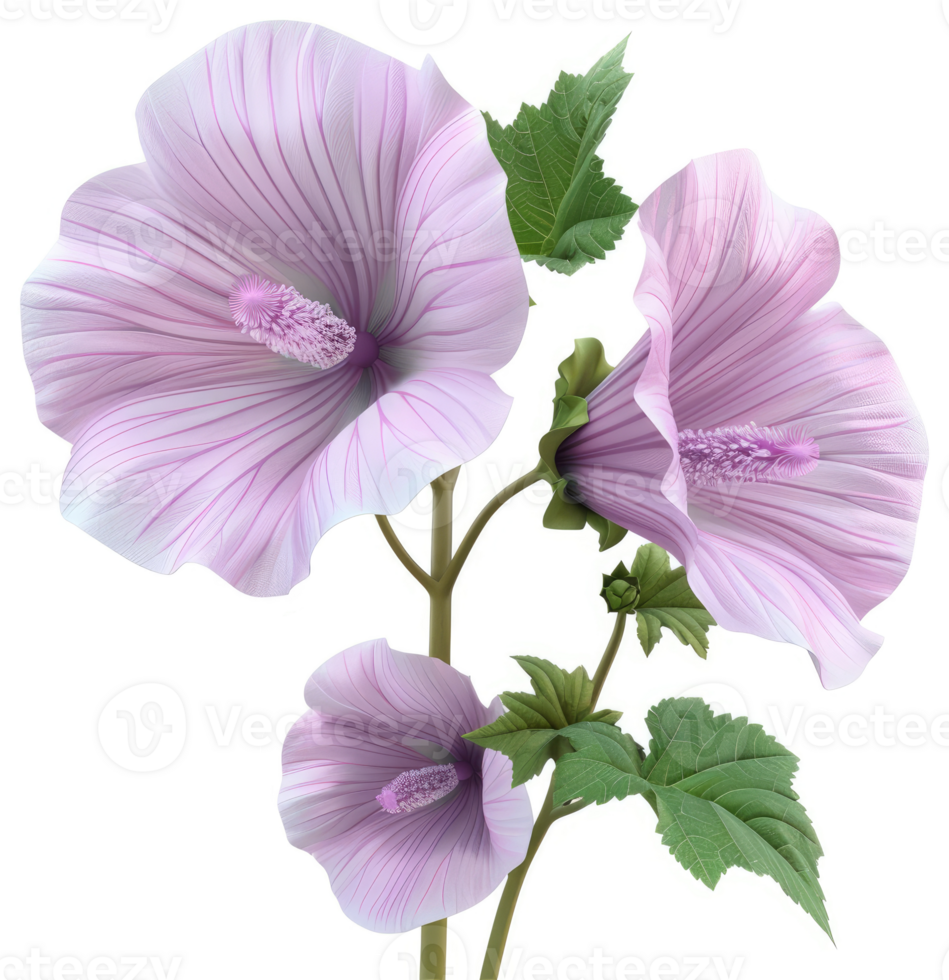 Three delicate lavender flowers bloom on a slender stem. png