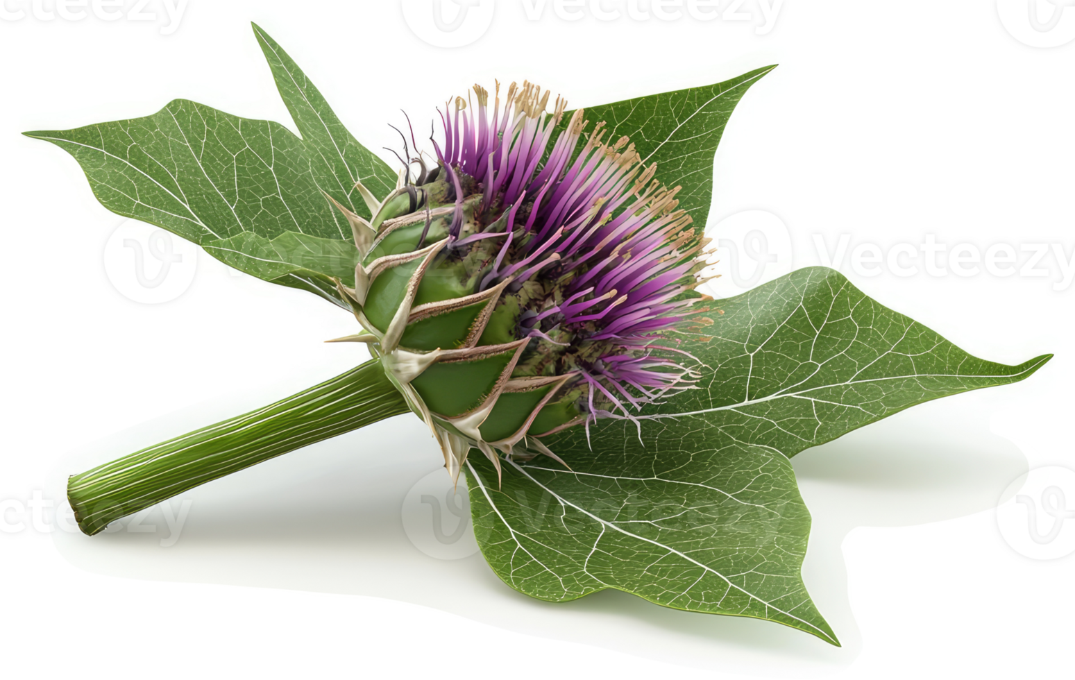 Close-up of a vibrant artichoke flower bud with lush leaves. png