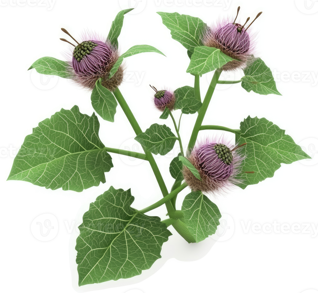 Close-up of a milk thistle plant with vibrant purple flower heads. png