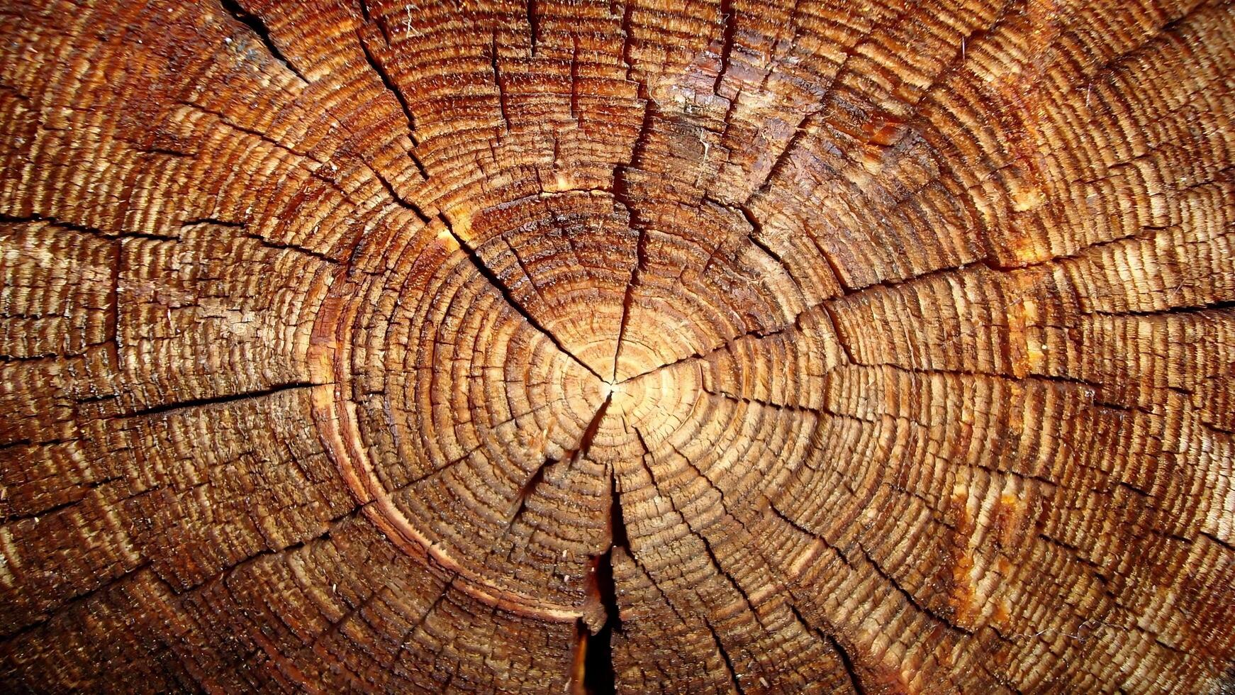 The cross section of a tree trunk photo