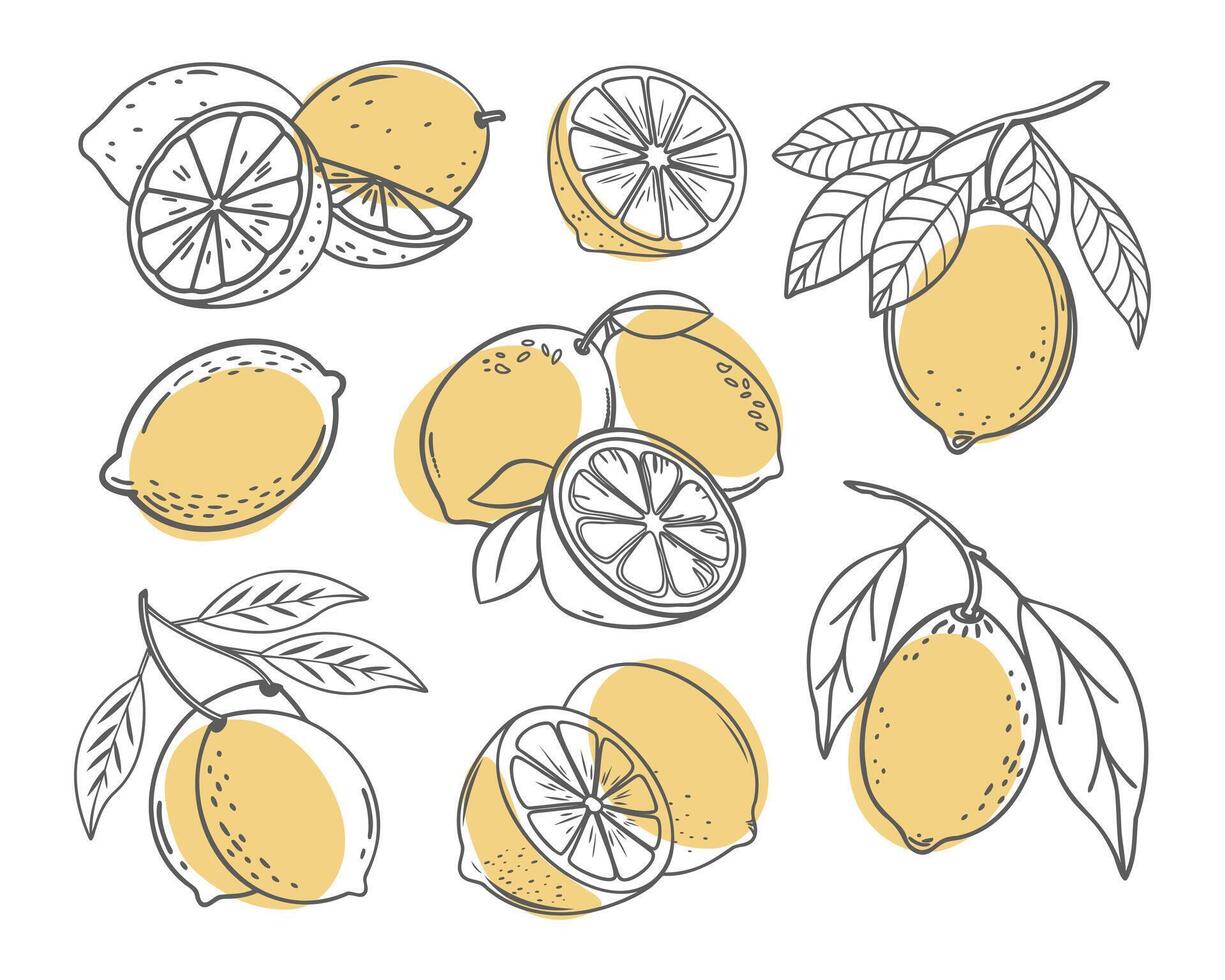 Lemon fruit outline set. Collection of lemon sketches with yellow spots. Hand drawn doodle style illustration vector