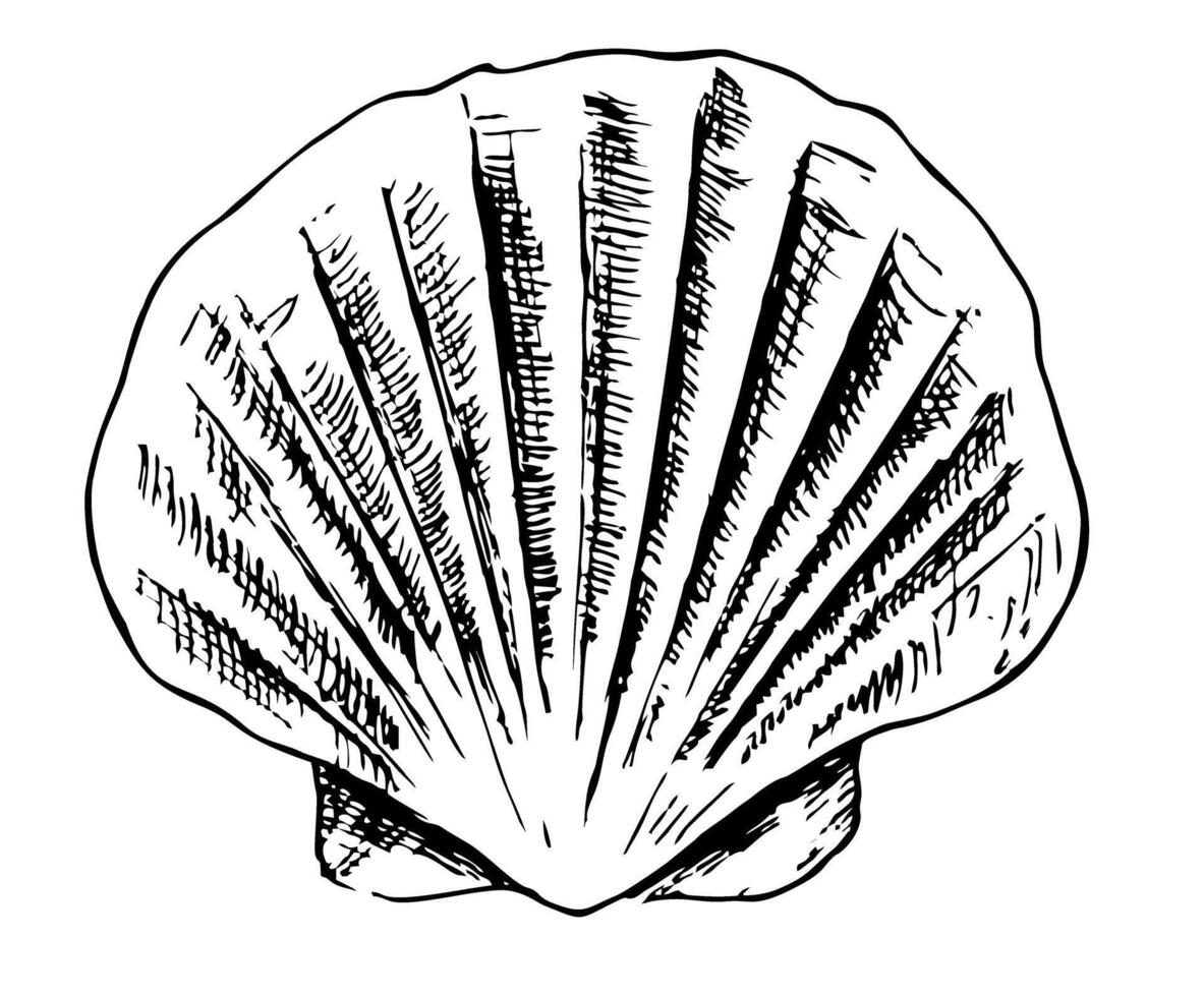 Seashell, Sea shell, Scallop seashell. Nature ocean aquatic underwater. Hand drawn Seashell marine vector