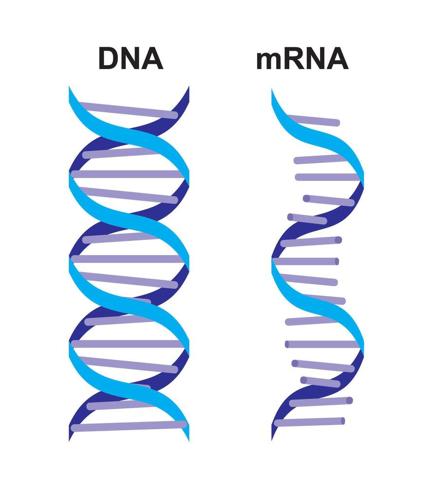 Biomarkers. DNA, mRNA, Proteins image. Structural chemical formula and molecule model. Design for science. Nanomedicine vector