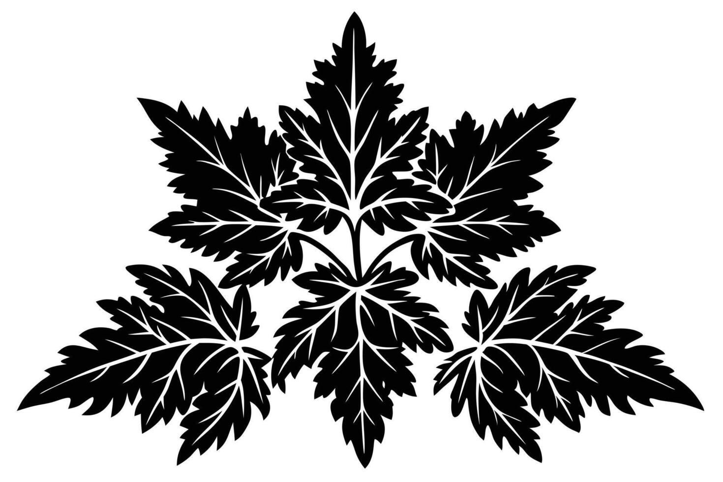 Black and White Line Drawing of Fresh Parsley Leaves vector