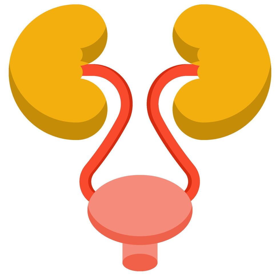 kidneys flat icon style vector