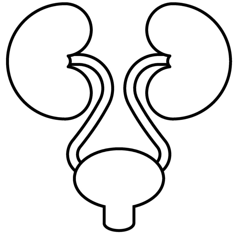 Kidneys outline icon vector