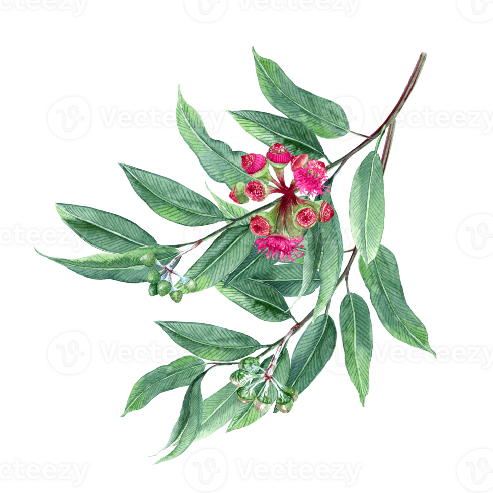 Inflorescence and green Seeds of Eucalyptus png