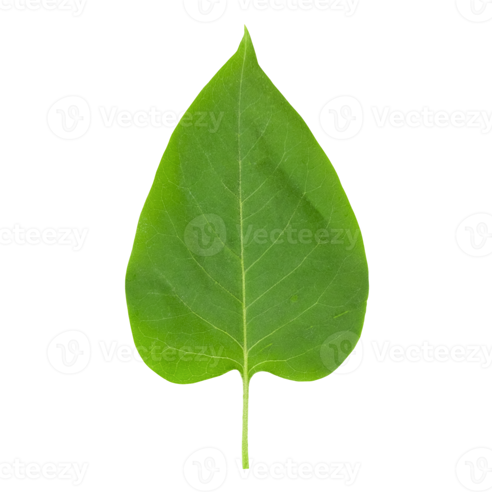 lilac leaf isolated png