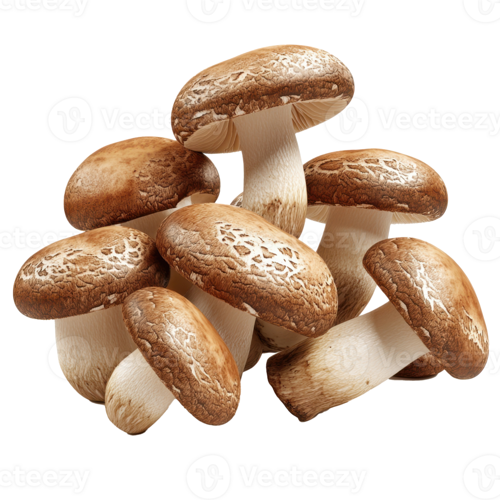 freshly harvested mushrooms png