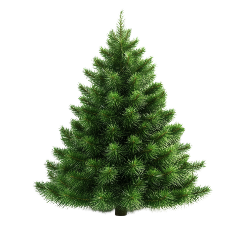 Lush Green Fir Tree png