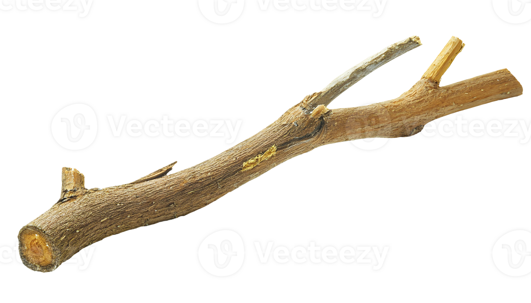 natural wooden branch with sharp broken edges and weathered bark, rustic dry tree limb on isolated background png