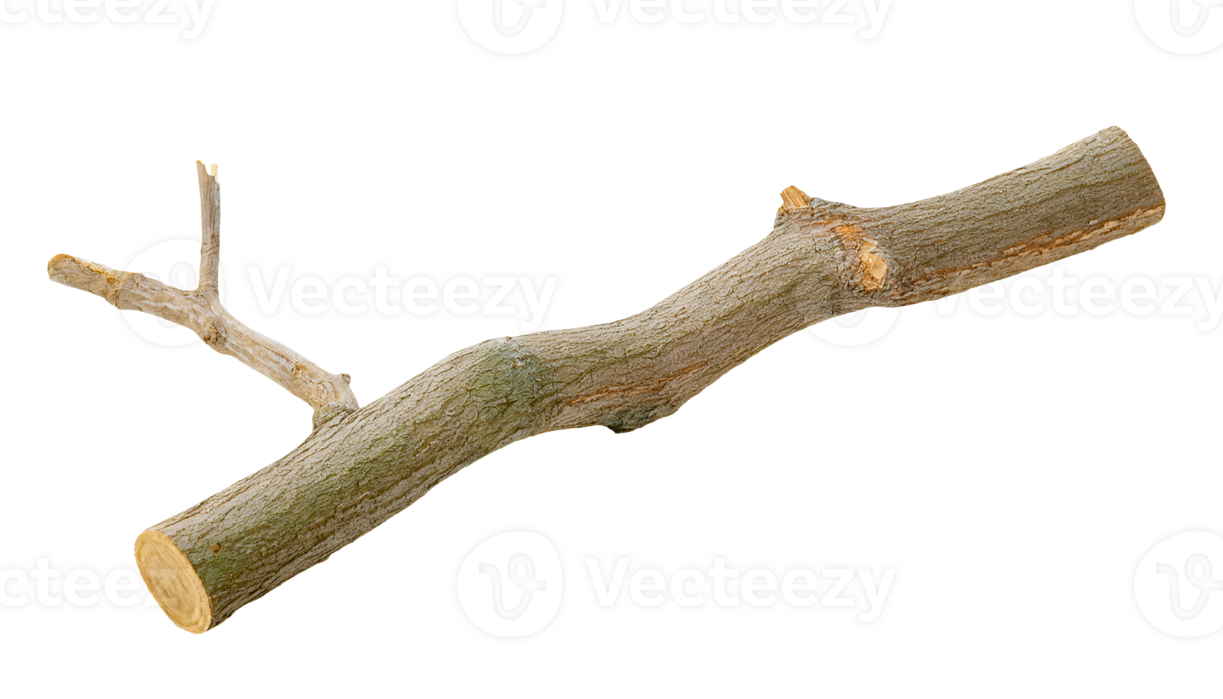 large broken tree branch with textured bark and splintered twigs, natural forest wood on isolated background png