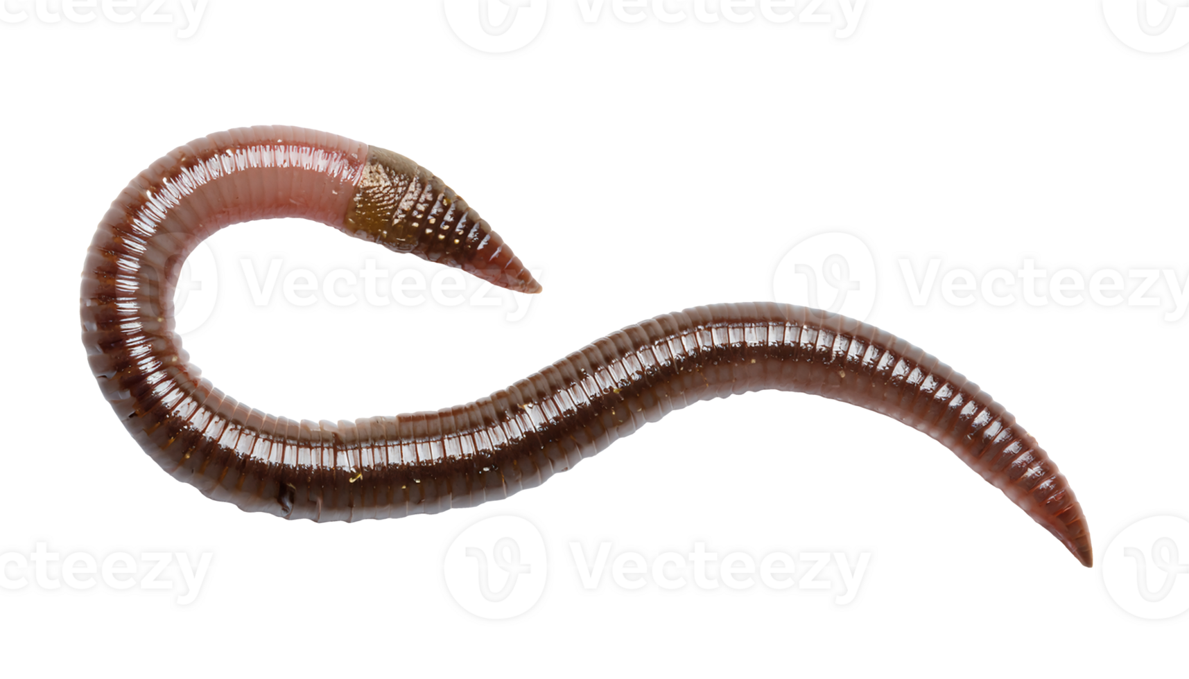 realistic earthworm close-up top view, segmented body structure with natural brown and pink tone, on isolated background png