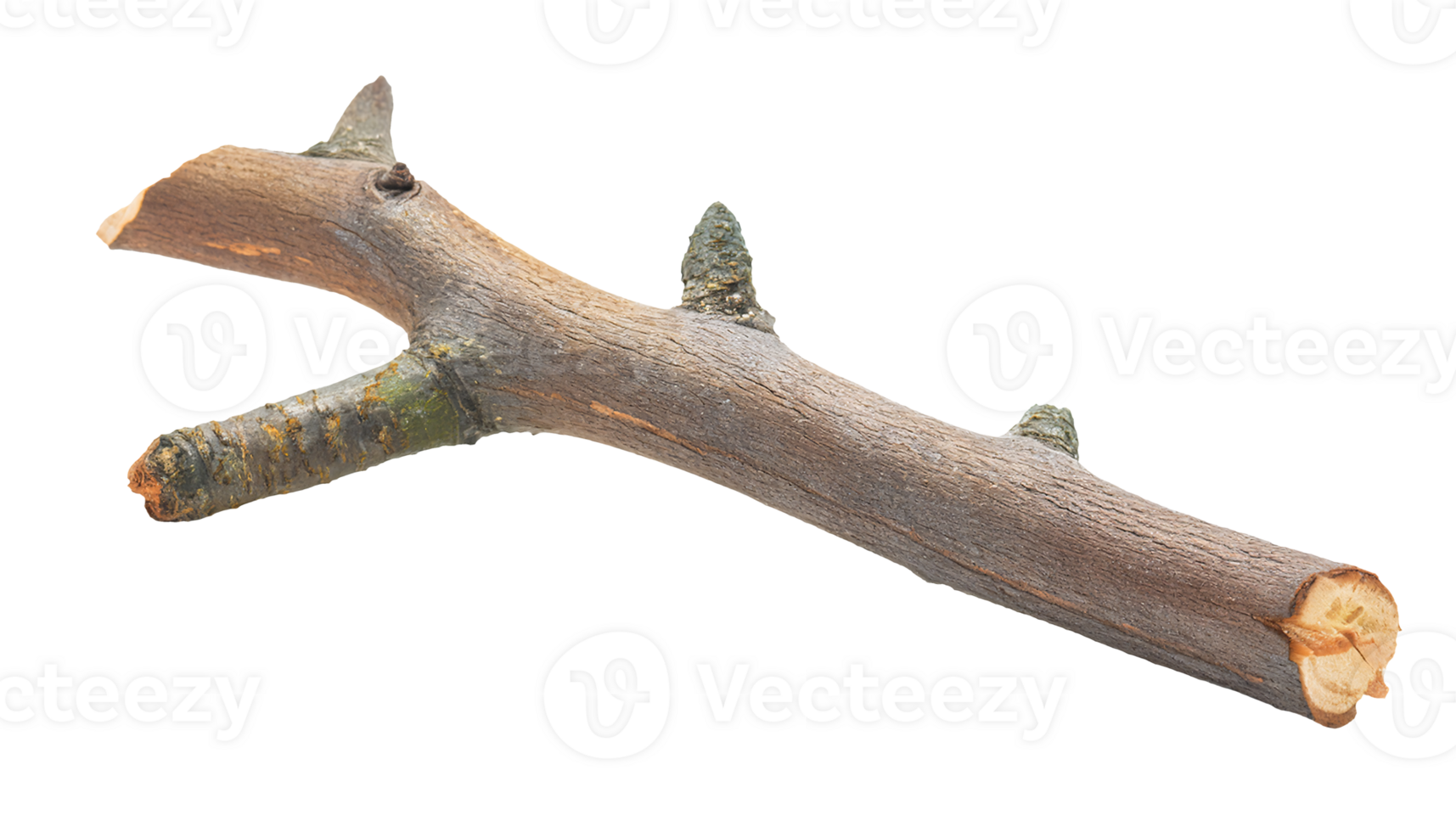 dry broken tree branch with textured bark and visible nodes, natural wood element on isolated background png