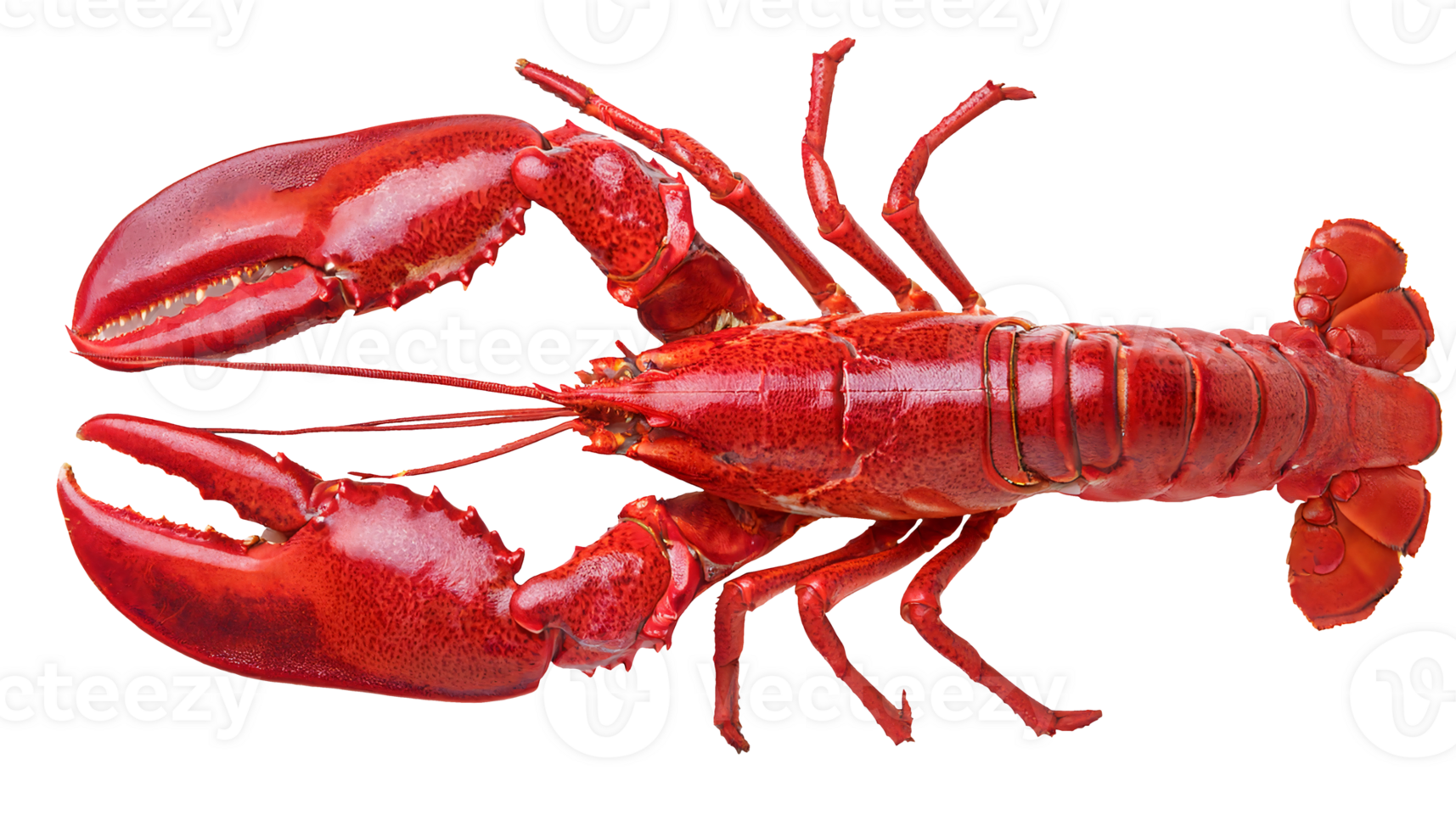 top view of cooked red lobster with detailed claws and shell texture, gourmet seafood delicacy on isolated background png
