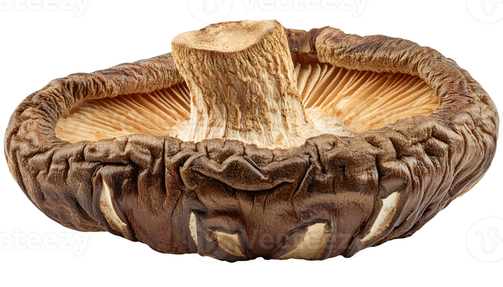 dried shiitake mushroom close-up showing gills and stem structure with wrinkled surface texture for asian cooking and herbal use on isolated background png