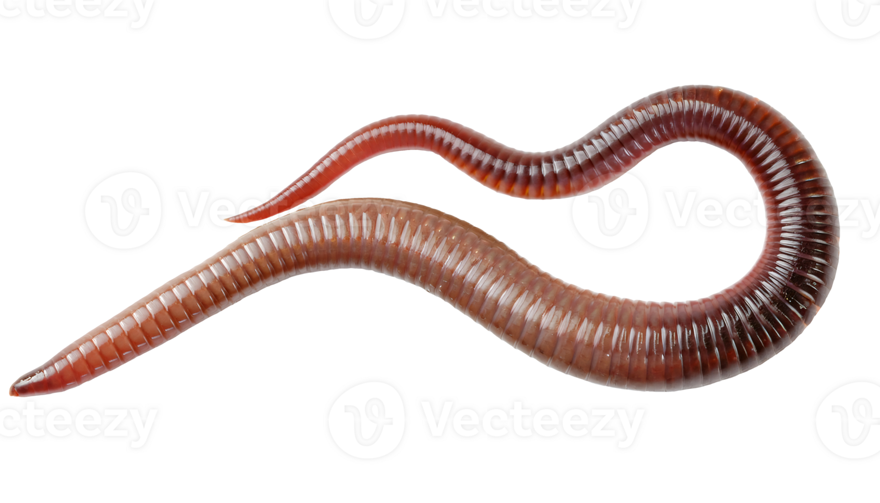reddish brown earthworm close-up top view, segmented smooth body structure with shiny texture, on isolated background png