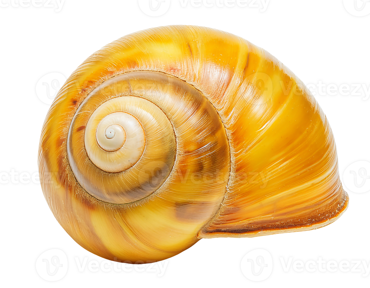 detailed close-up top view of golden apple snail shell with spiral pattern and glossy texture on isolated background png