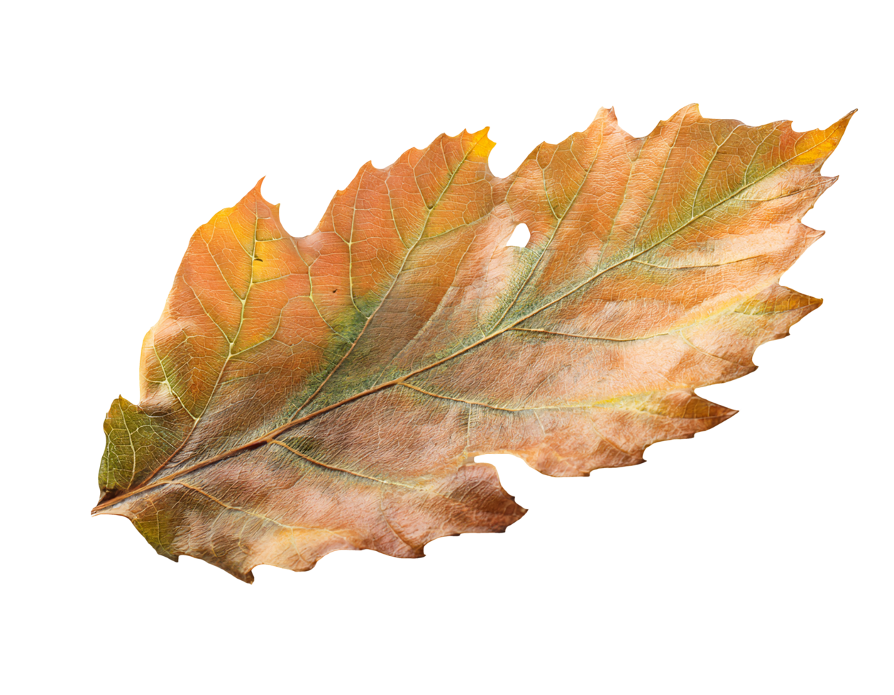 dry autumn oak leaf with brown orange green hues and visible vein texture on isolated background png