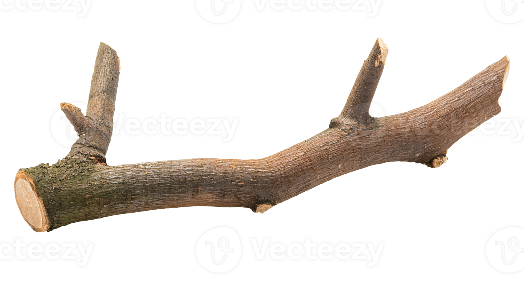 natural rough broken tree branch with visible bark and small cut twigs, rustic wood texture on isolated background png