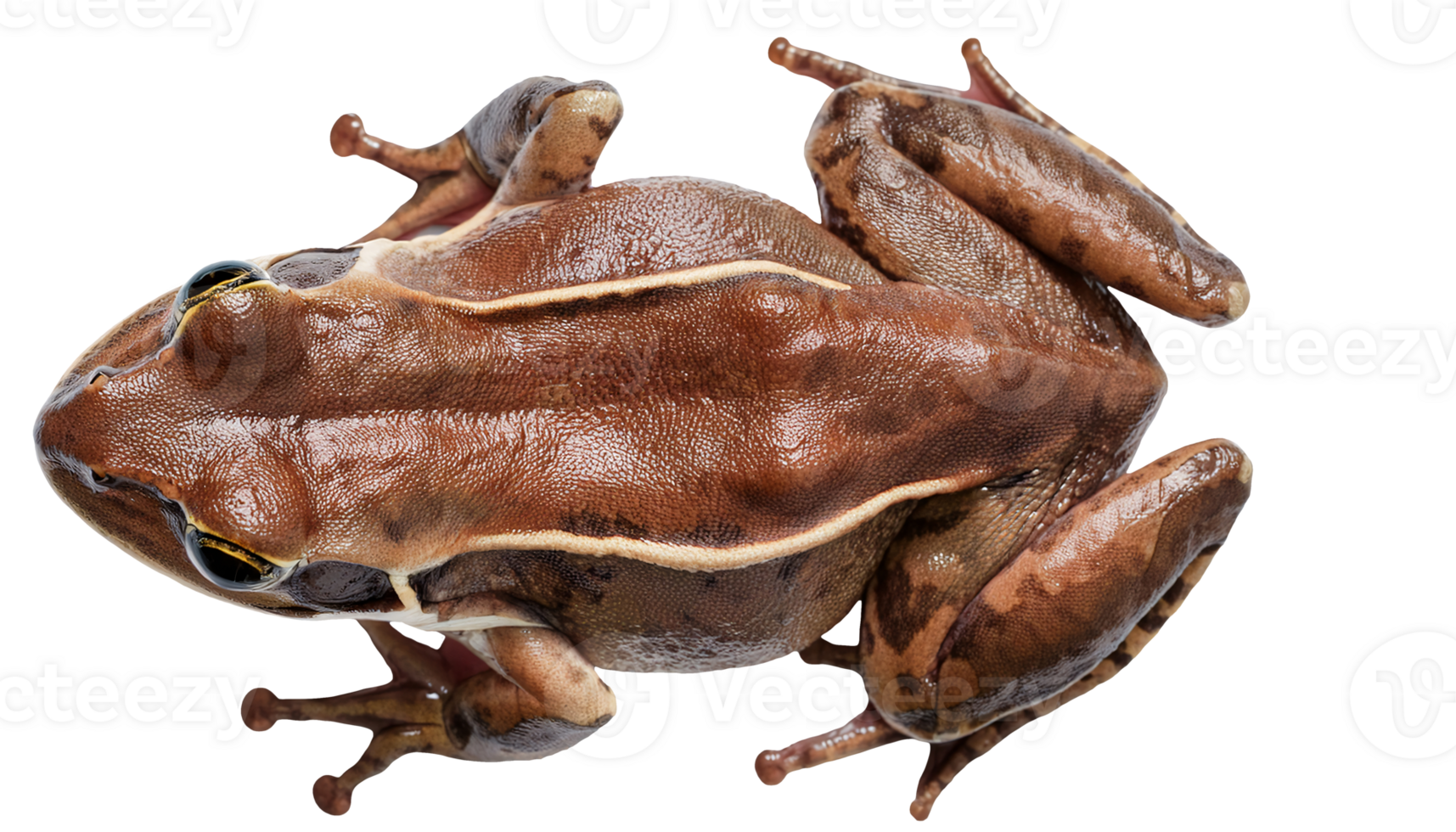 top view of brown frog with detailed skin texture and natural pattern, realistic amphibian reference for biology and nature study, on isolated background png
