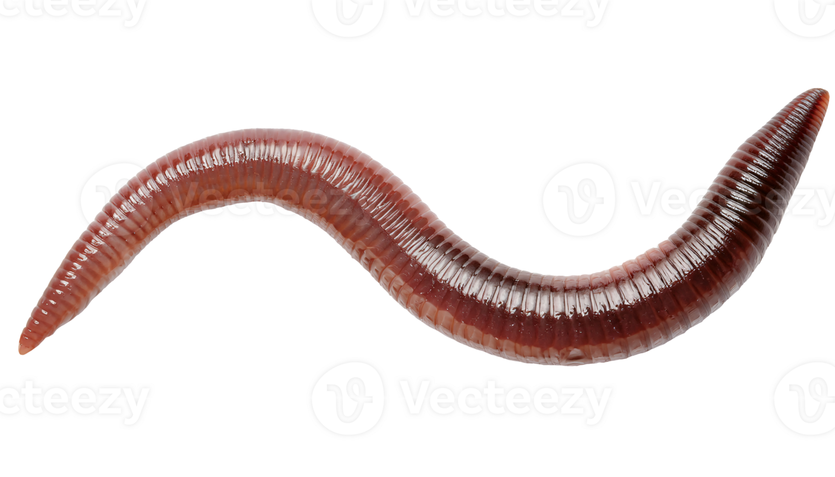 curved earthworm with shiny reddish brown segmented body, top view macro photograph on isolated background png