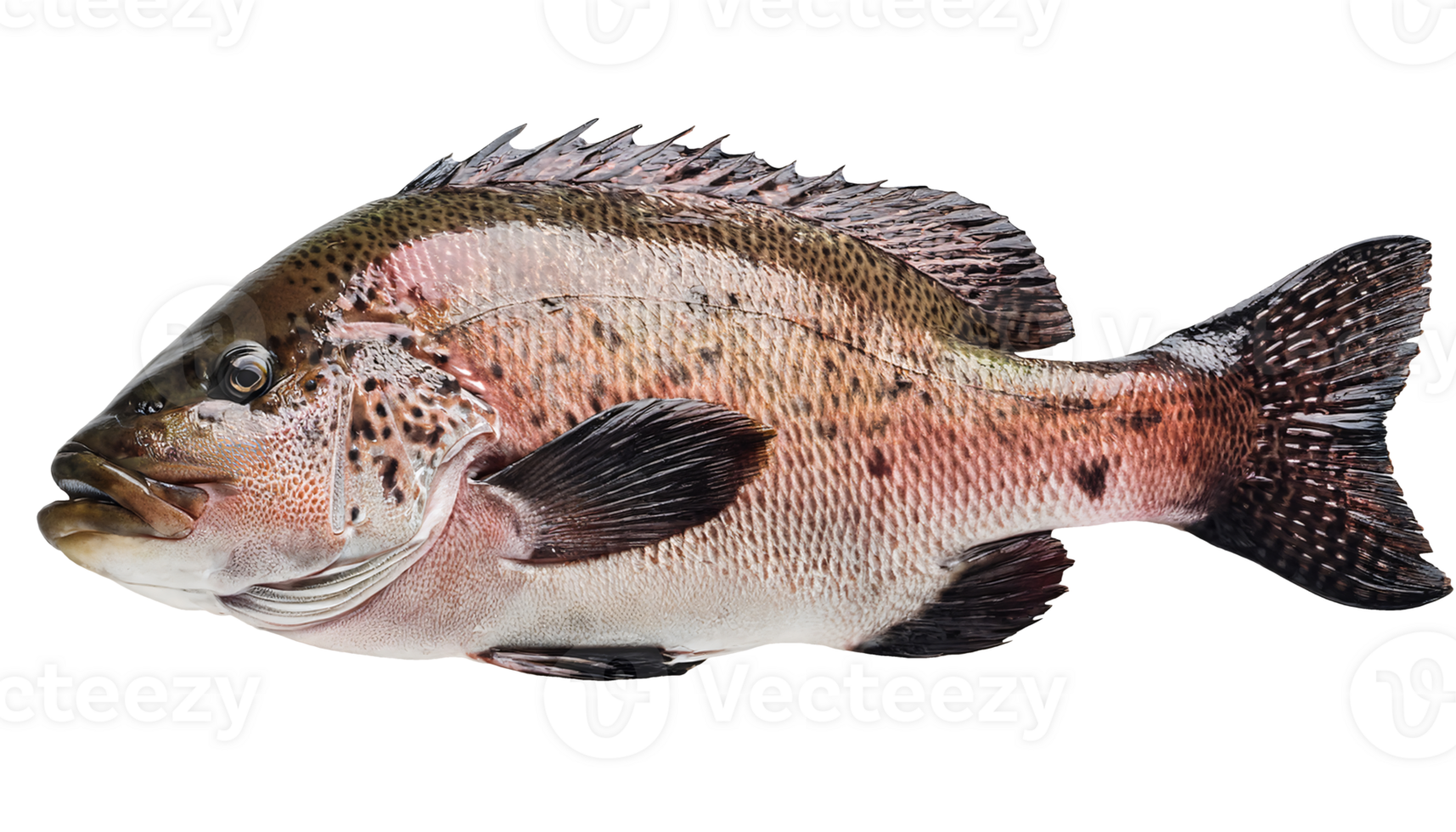 close-up full body of pinkish spotted grouper fish with realistic texture and detailed fins, edible marine species for seafood and biology use, on isolated background png