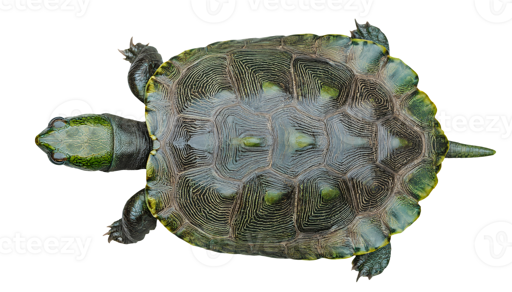 top view of freshwater turtle with detailed green shell and pattern texture, realistic biological specimen isolated for science and education, on isolated background png