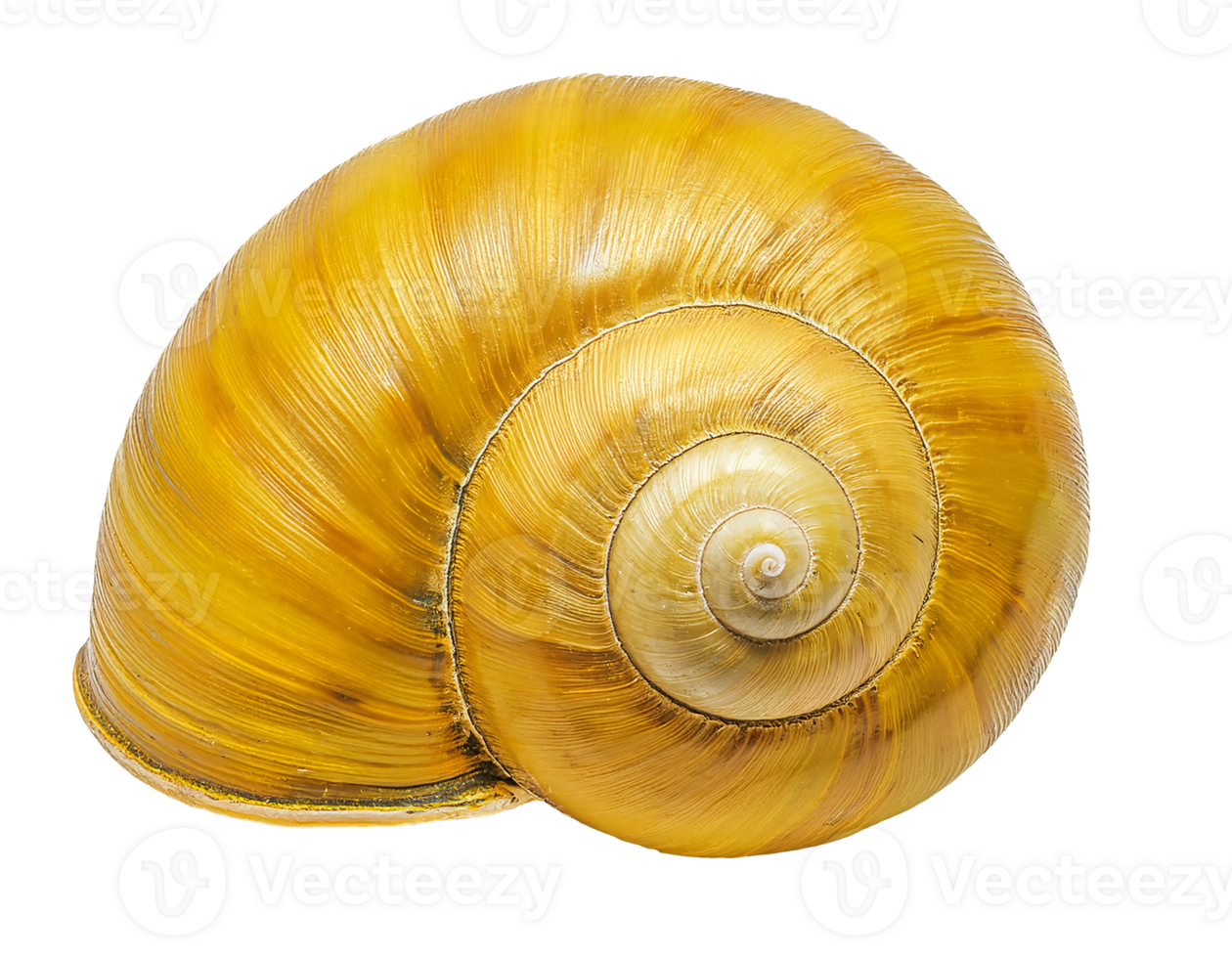 golden apple snail shell close-up with shiny spiral texture and natural golden yellow surface, realistic biological specimen for nature and design use, on isolated background png