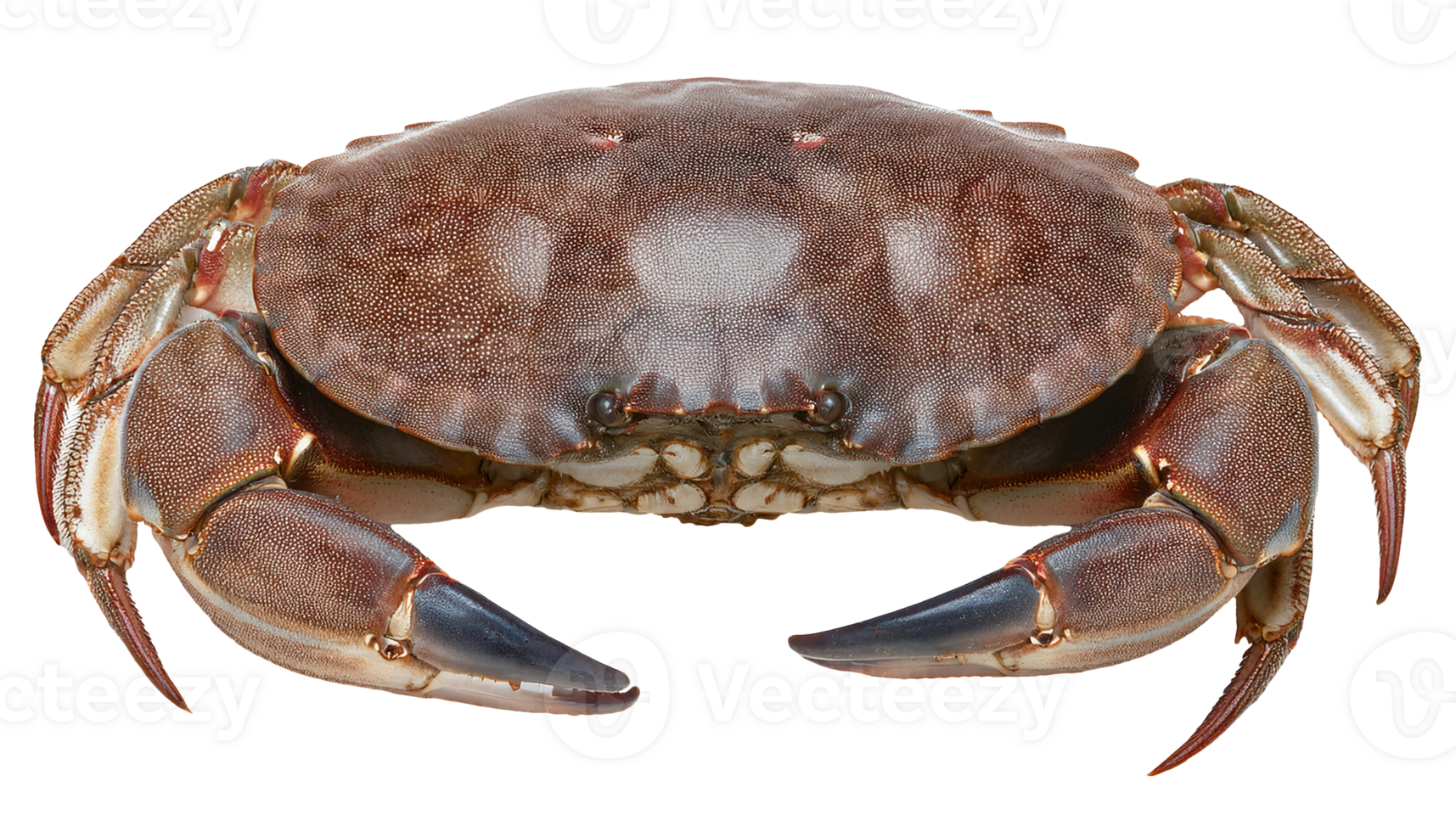 top view of raw mud crab with detailed claws and shell texture on isolated background for seafood and culinary uses png