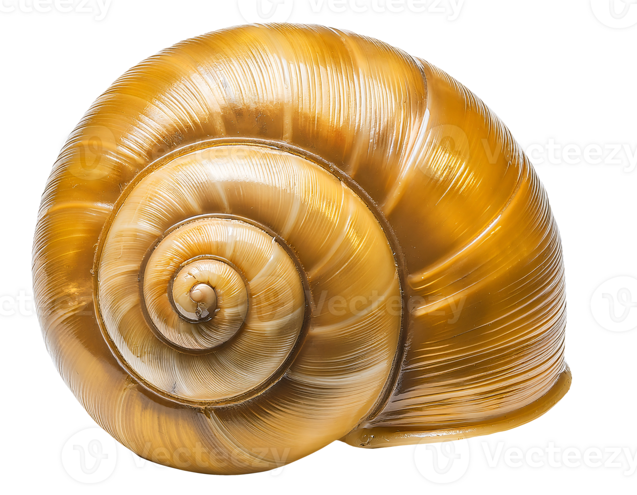 glossy golden apple snail shell close-up with detailed spiral structure and smooth natural surface, realistic biological reference on isolated background png