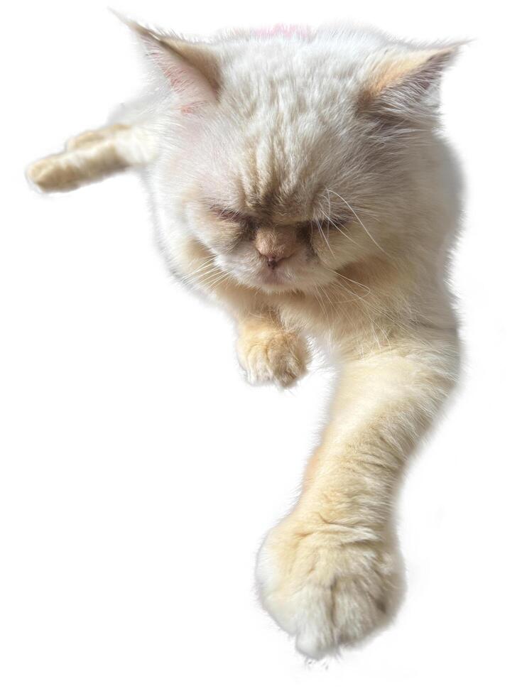 cute white Persian cat , focus selective. photo