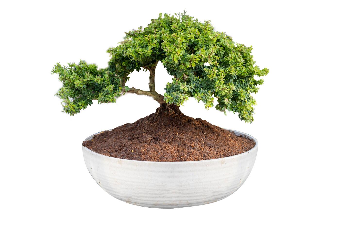 Top view of Bonsai Desmodium Unifoliatum, Linh sam. photo