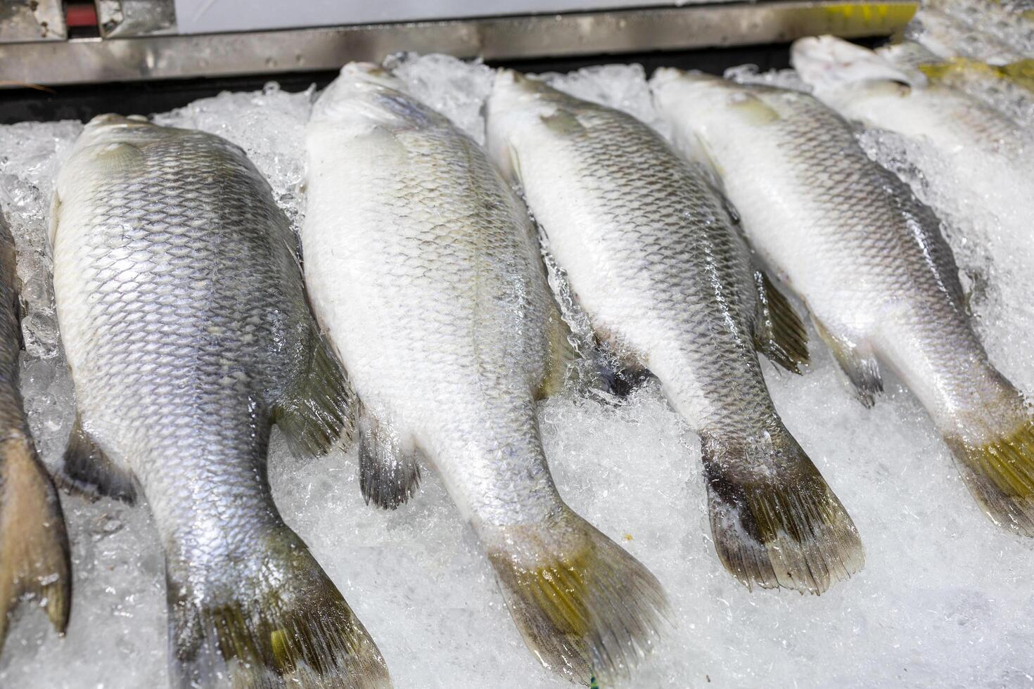 Top view of fresh seabass on ice, focus selective photo