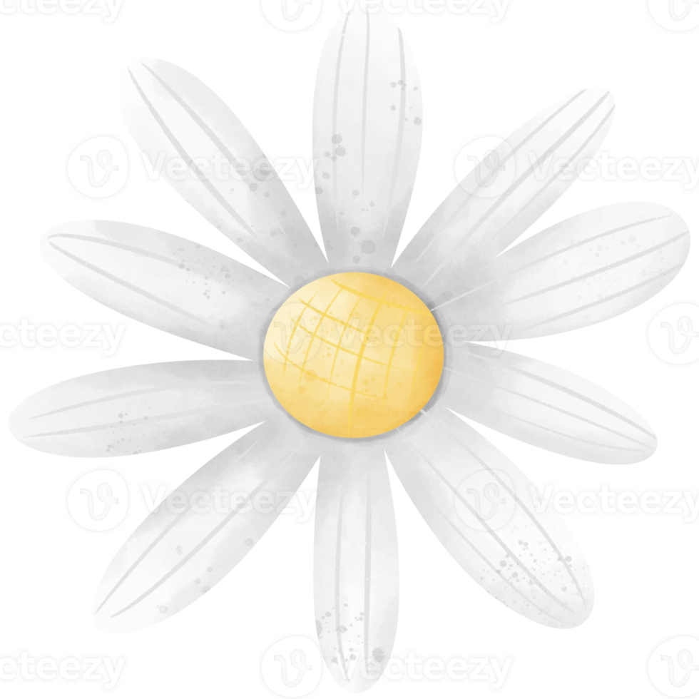A simple daisy with white petals surrounds a bright yellow center. png