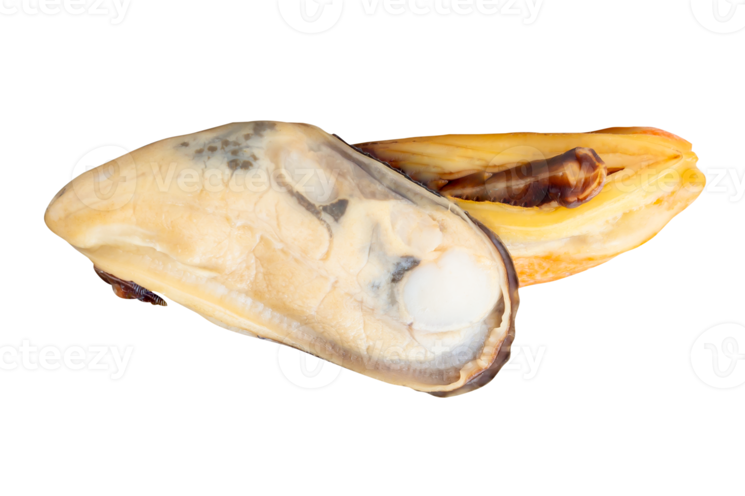 Side view of two cooked green mussels meat isolated with clipping path in file format png