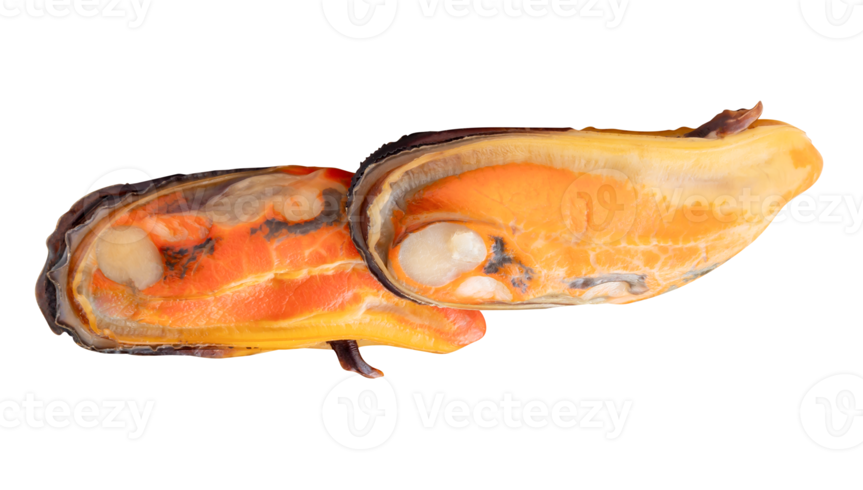 Side view of two cooked green mussels in meat in pile isolated with clipping path in file format png