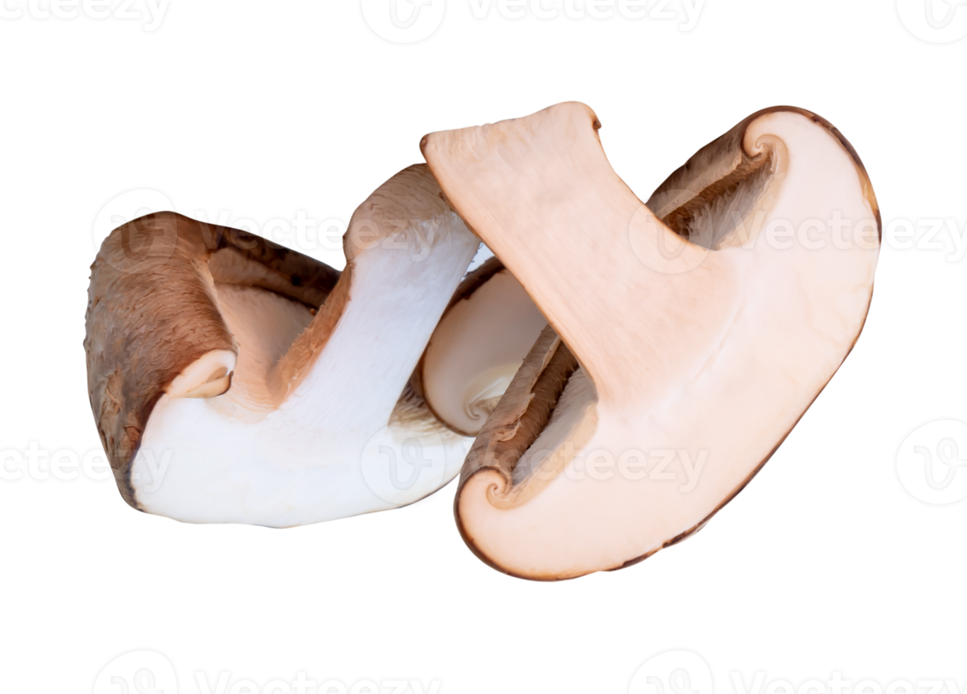 Two halves of shiitake mushroom isolated with clipping path in file format png